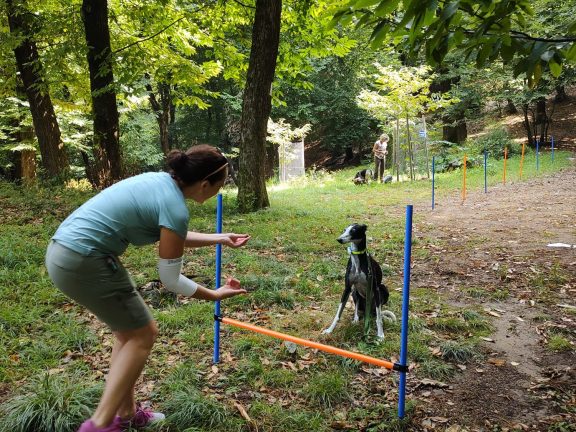 attività nel bosco